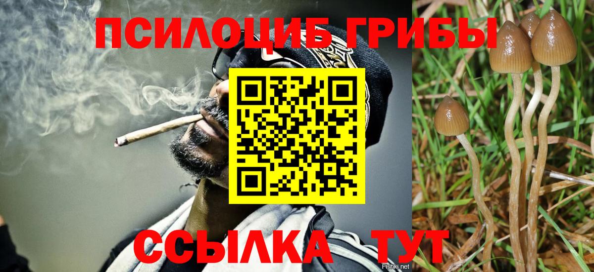 хочу   Вход с VPN  Туймазы  Галлюциногенные грибы Psilocybine cubensis 